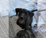 *DONNA MEAGLE - Female Mutt Dog for Adoption - Small photo
