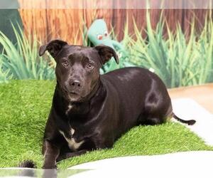 Medium American Pit Bull Terrier Mix