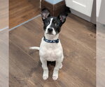 Small #5 Mutt