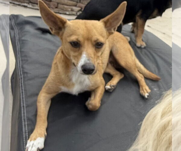 Medium Photo #4 Chihuahua Puppy For Sale in Slidell, LA, USA