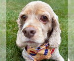 Small #7 Cocker Spaniel