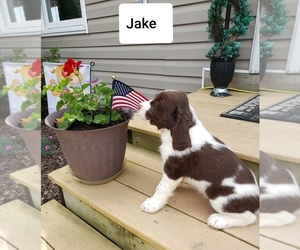 English Springer Spaniel Puppy for sale in NEWVILLE, PA, USA