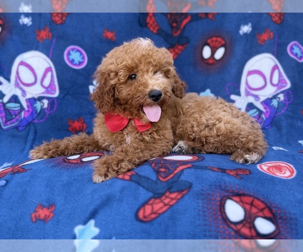 Medium Photo #6 Goldendoodle (Miniature) Puppy For Sale in LAKELAND, FL, USA