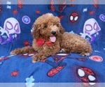 Felix - Male Goldendoodle (Miniature) Puppy for Sale - Photo #6