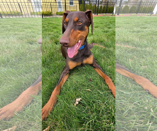 Medium Photo #2 Doberman Pinscher Puppy For Sale in Aurora, OH, USA