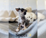 Small Photo #5 Chihuahua Puppy For Sale in COOKEVILLE, TN, USA
