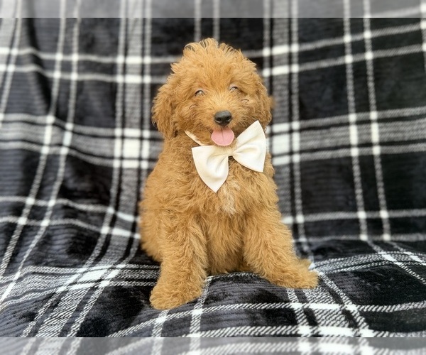Medium Photo #7 Goldendoodle (Miniature) Puppy For Sale in LAKELAND, FL, USA