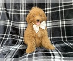Dayton - Male Goldendoodle (Miniature) Puppy for Sale - Photo #7
