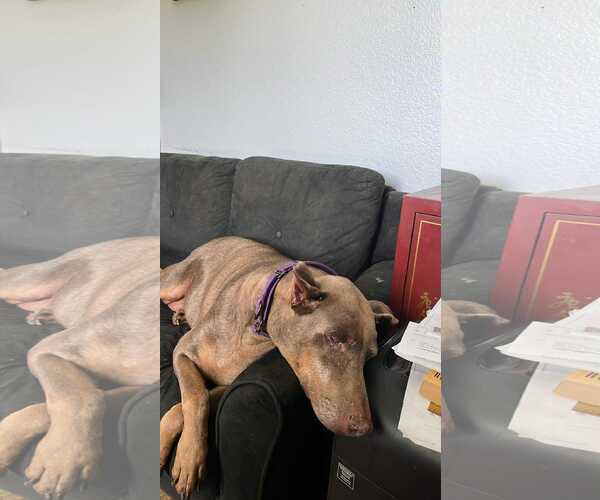 Medium Photo #5 Doberman Pinscher Puppy For Sale in Buffalo, MN, USA