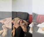 Small #4 Doberman Pinscher