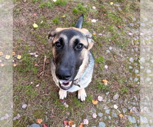 Moxey - Female German Shepherd Dog-Unknown Mix Dog for Adoption - Photo #3