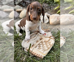 Dachshund Puppy for sale in MIDDLEBURY, IN, USA