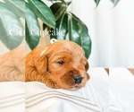 Small Photo #13 Australian Labradoodle Puppy For Sale in RIVERSIDE, CA, USA