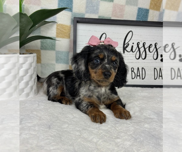 Medium Photo #3 Dachshund Puppy For Sale in FRANKLIN, IN, USA