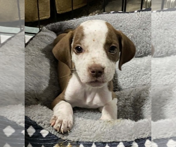 Medium Photo #3 Coonhound-Unknown Mix Puppy For Sale in Des Moines, IA, USA