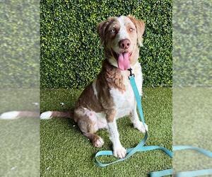 KARL - Male Labrador Retriever-Unknown Mix Dog for Adoption - Photo #3