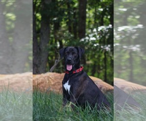 Golden Retriever-Great Dane Mix Dogs for adoption in Rustburg, VA, USA