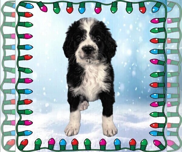 Medium Photo #10 Bernedoodle Puppy For Sale in BLACK FOREST, CO, USA