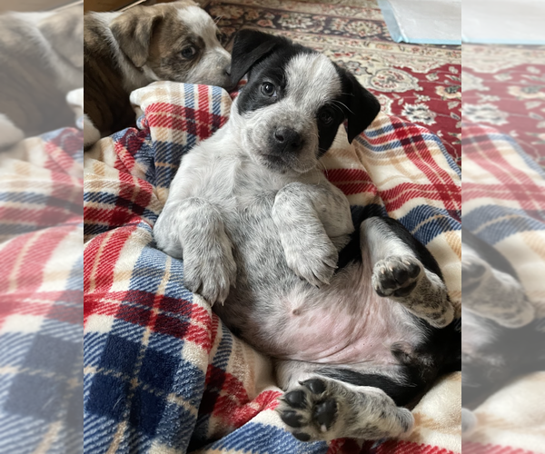 Medium Photo #6 Mutt Puppy For Sale in Brooklyn, NY, USA