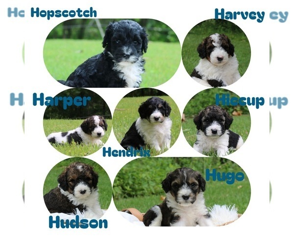 Medium Photo #1 Bernedoodle Puppy For Sale in KNOB NOSTER, MO, USA