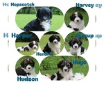 Image preview for Ad Listing. Nickname: Litter of 11