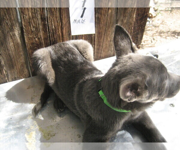 Medium Photo #14 Dutch Shepherd Dog Puppy For Sale in TUCSON, AZ, USA