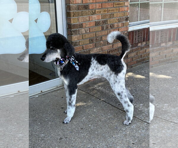 Medium Photo #1 Poodle (Standard) Puppy For Sale in Pacolet, SC, USA