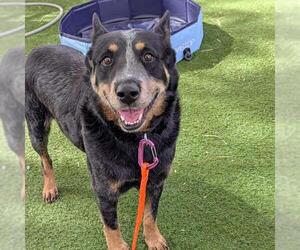 Mutt Dogs for adoption in Las Vegas, NV, USA