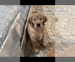 Golden Retriever Puppy for sale in FAIRVIEW, SD, USA