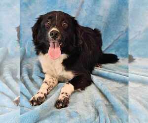 Australian Shepherd Dogs for adoption in New York, NY, USA