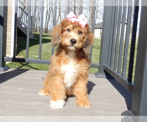 Medium Photo #7 Aussiedoodle Miniature  Puppy For Sale in MILLERSBURG, OH, USA