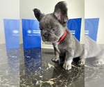 Small #12 French Bulldog