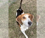 DA 5 Poe - Male Mutt Dog for Adoption - Small photo