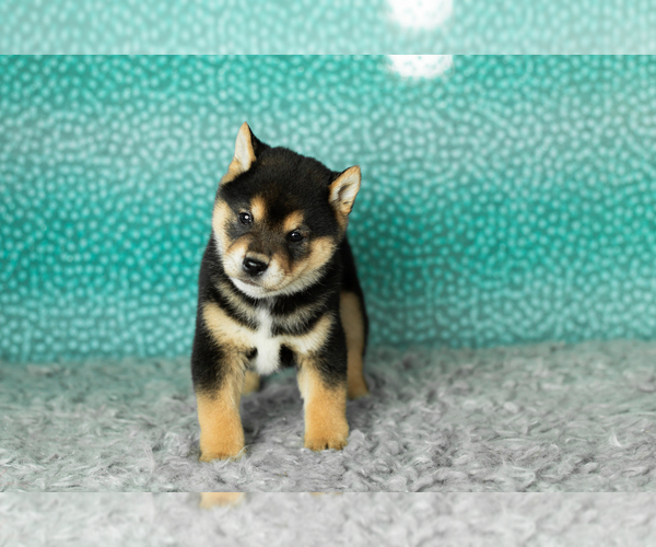 Medium Photo #8 Shiba Inu Puppy For Sale in MILLERSBURG, IN, USA
