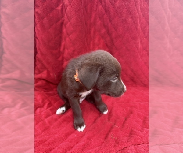 Medium Photo #44 Borador Puppy For Sale in MARION, VA, USA