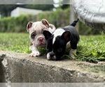 Small #5 American Bully