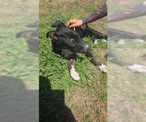 Labrador Retriever-Unknown Mix Dogs for adoption in Houston, TX, USA
