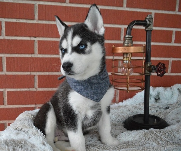 Medium Photo #7 Siberian Husky Puppy For Sale in HONEY BROOK, PA, USA