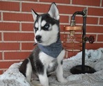 Small Photo #7 Siberian Husky Puppy For Sale in HONEY BROOK, PA, USA
