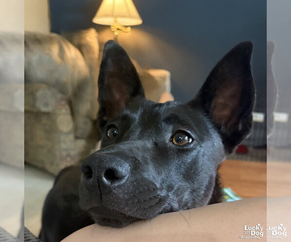 Medium Photo #3 Labrador Retriever-Unknown Mix Puppy For Sale in Washington, DC, USA