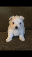 Maltese Puppy for sale in JOHNSONVILLE, SC, USA