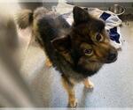Small Keeshond Mix