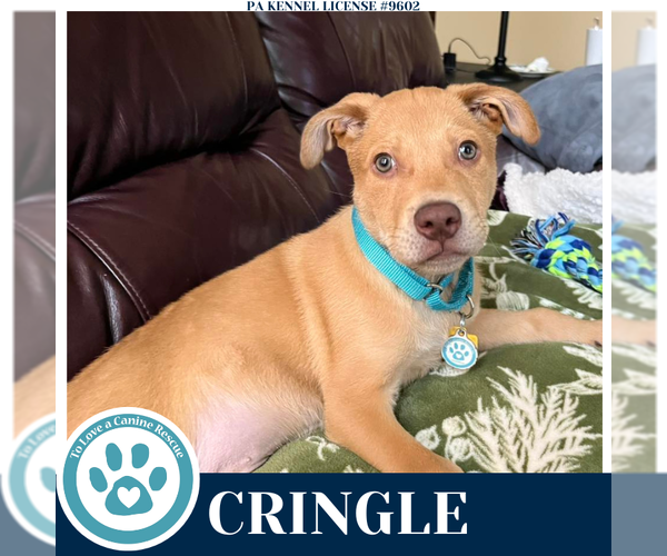 Medium Photo #2 Labrador Retriever-Unknown Mix Puppy For Sale in Kimberton, PA, USA