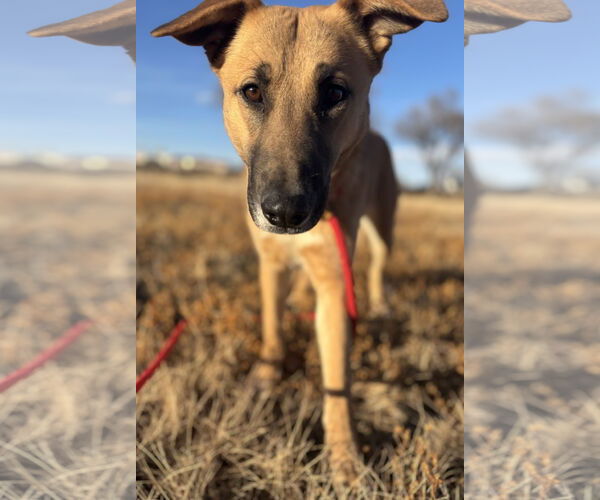 Medium Photo #6 Mutt Puppy For Sale in Las Vegas, NM, USA