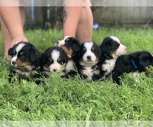 Bernese Mountain Dog Puppy for sale in CUDAHY, WI, USA