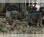 Small Photo #7 Great Dane Puppy For Sale in LAURENS, SC, USA