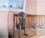 Puppy Lyla Weimaraner