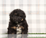 Image preview for Ad Listing. Nickname: Tahoe