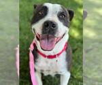 Small #1 American Pit Bull Terrier Mix