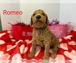 Small Photo #5 Goldendoodle Puppy For Sale in CEREDO, WV, USA